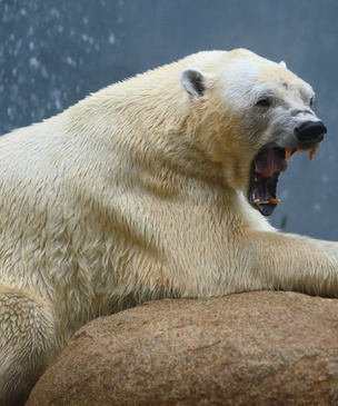 «Белый медведь съел мое лицо!» Рассказ бывшего любителя природы