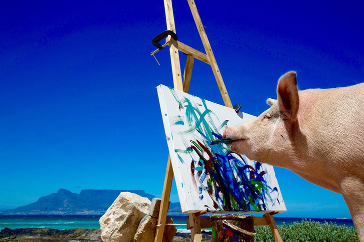 Фото №1 - Познакомься со свиньей-художником, чьи картины продаются по 2 тысячи долларов за штуку!