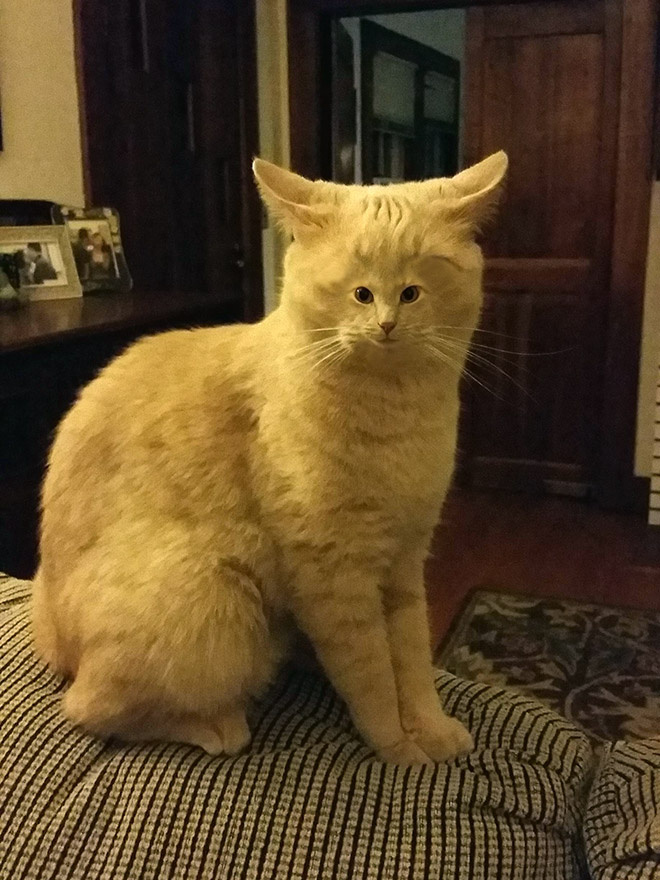 Коты с крошечными мордами! Коты с крошечными мордами!