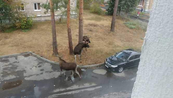 Два лося подрались из-за возлюбленной прямо во дворе пятиэтажки (видео) Два лося подрались из-за возлюбленной прямо во дворе пятиэтажки (видео)