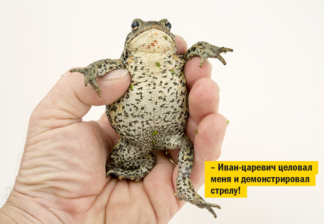 Если не кот, то кто? Неожиданные животные, которых раньше держали в домах Если не кот, то кто? Неожиданные животные, которых раньше держали в домах