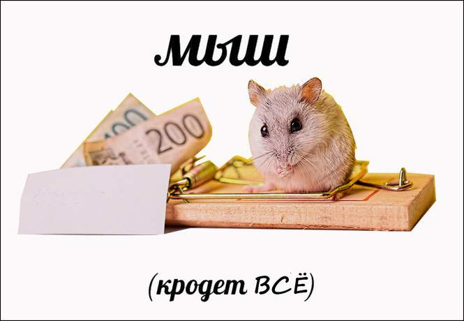 Владельцы магазина поймали вора, кравшего деньги из кассы, в мышеловку (видео) Владельцы магазина поймали вора, кравшего деньги из кассы, в мышеловку (видео)