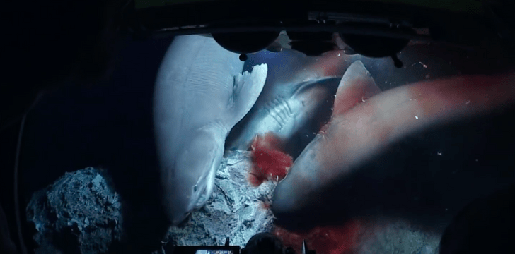 Батискаф прервал трапезу акул, они возмущены (ВИДЕО)