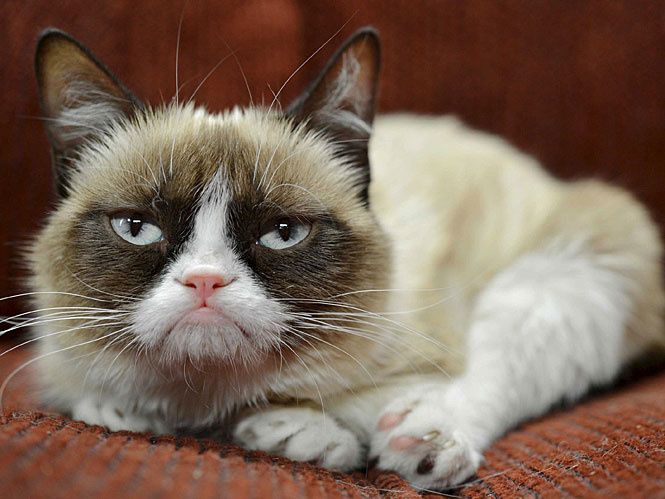 Grumpy сat Grumpy сat