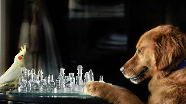 Как занять свое животное