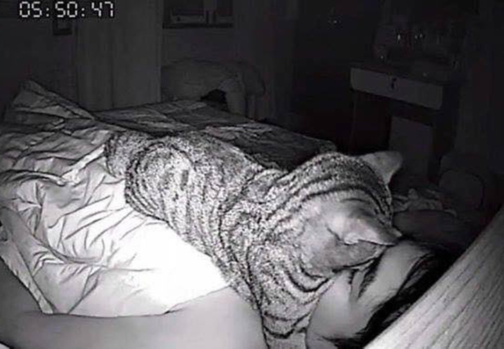 Тред дня: камера наблюдения сняла, как кот по ночам пытается задушить хозяина, но это нормально