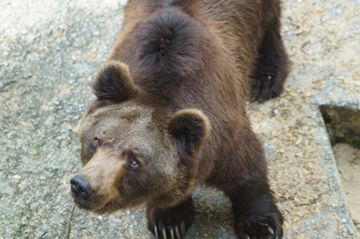 Медведь похитил два ружья и пустился в бега