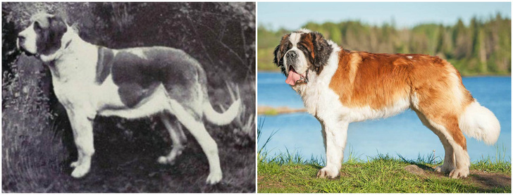 Фото №11 - Как изменились породы собак за 100 лет
