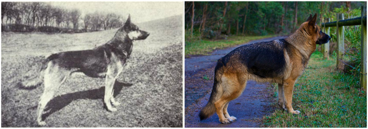 Как изменились породы собак за сто лет
