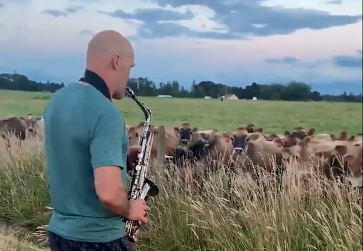Мужчина сыграл на саксофоне коровам, и их реакция стала вирусной в Интернете