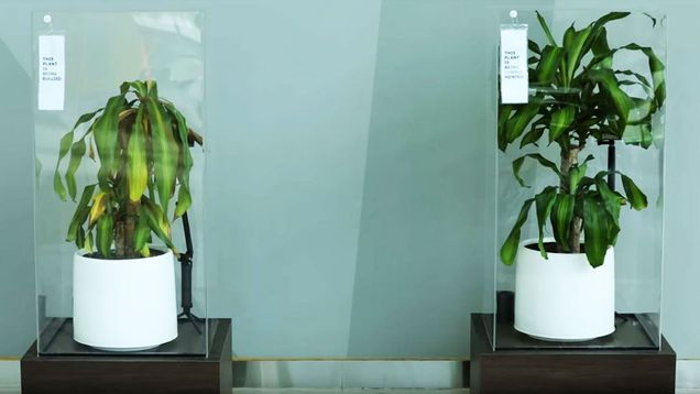 IKEA учит школьников добру, предлагая унизить растение IKEA учит школьников добру, предлагая унизить растение