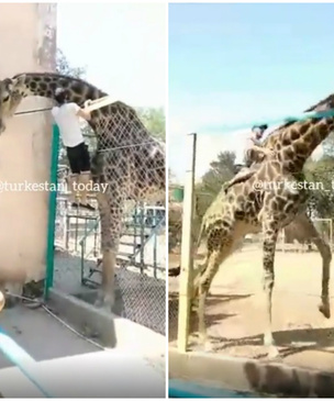 Парень перелез через забор и забрался на жирафа в зоопарке в Казахстане (видео)