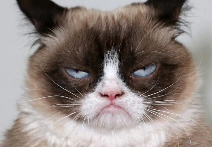 Умерла легендарная сердитая кошка Grumpy Cat