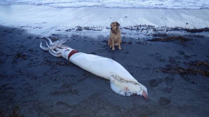 На берег Новой Зеландии выбросилось гигантское чудище морское На берег Новой Зеландии выбросилось гигантское чудище морское