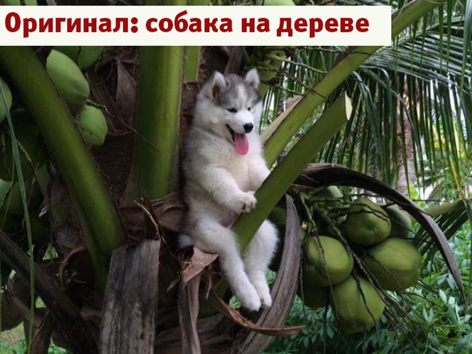 Лучшие фотожабы года! Лучшие фотожабы года!