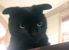 Кот с необычными ушами — новая звезда Интернета