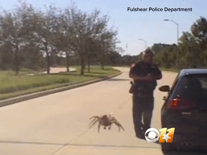 Оптическая иллюзия: гигантский паук ползет к полицейскому (видео)