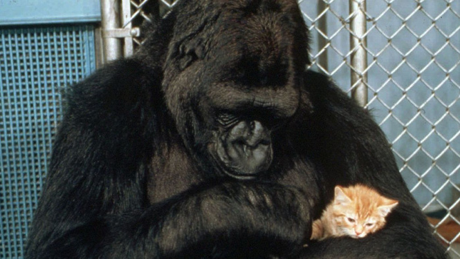 Умерла горилла Коко — первое животное, выучившее человеческий язык