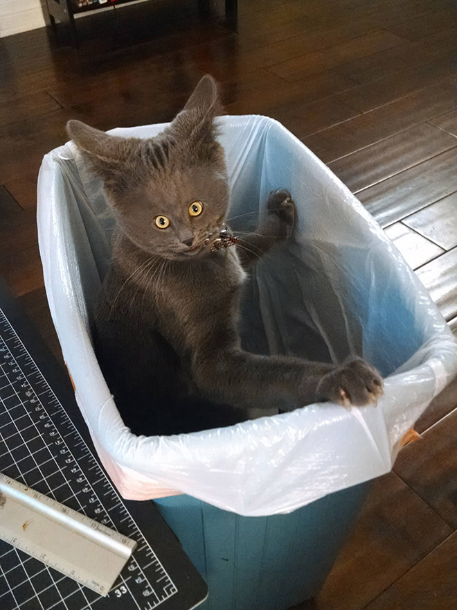 Коты с крошечными мордами! Коты с крошечными мордами!