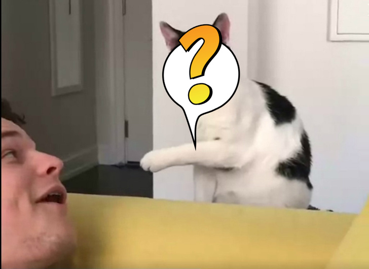 Очень странное ВИДЕО взорвало Интернет: кот забыл убрать язык