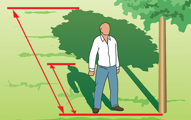 Фото №1 - Как измерить высоту дерева