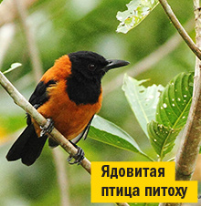 Девять кругов яда. Всё, что стоит знать о ядах и отравителях Девять кругов яда. Всё, что стоит знать о ядах и отравителях