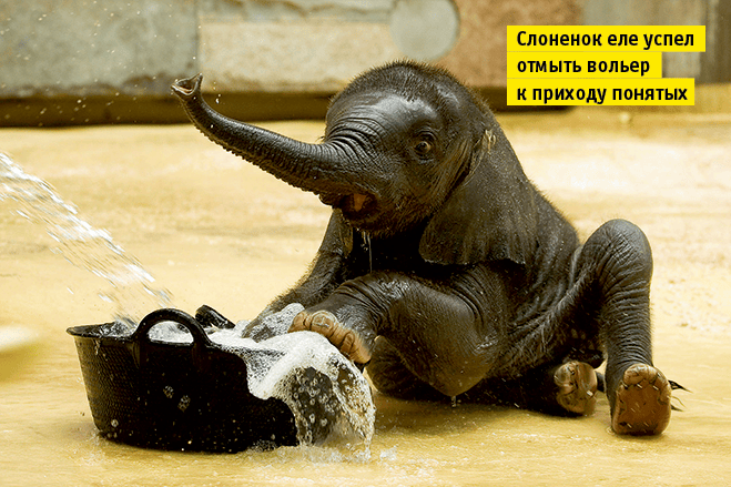 Слонопотамия. 13 фотоисторий из жизни слонов Слонопотамия. 13 фотоисторий из жизни слонов