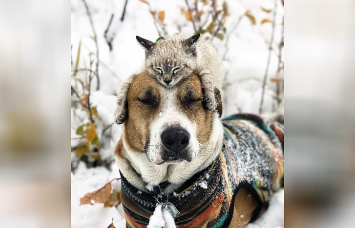 Генри и Балу: «Инстаграм» (запрещенная в России экстремистская организация) о путешествиях кота и пса