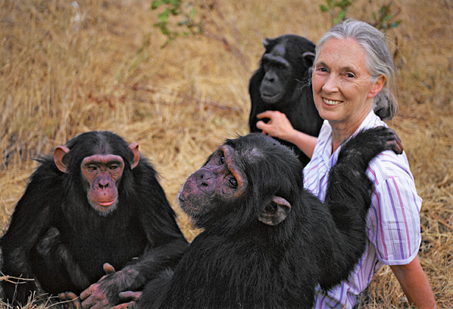 Джейн Гудолл и ее беспокойные шимпанзе