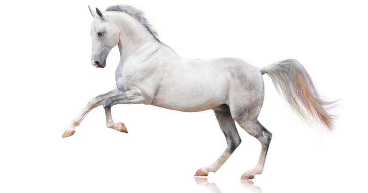 Неожиданно захватывающая история происхождения лошадиных пород