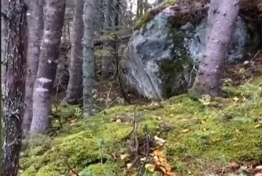 «Дышащий» лес сняли на видео, и выглядит это жутко и одновременно завораживающе «Дышащий» лес сняли на видео, и выглядит это жутко и одновременно завораживающе