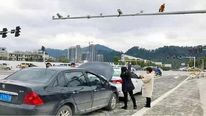 Самое смешное ДТП века: автомобилистка приняла зад обезьяны за красный свет светофора — и дала по тормозам! Самое смешное ДТП века: автомобилистка приняла зад обезьяны за красный свет светофора — и дала по тормозам!