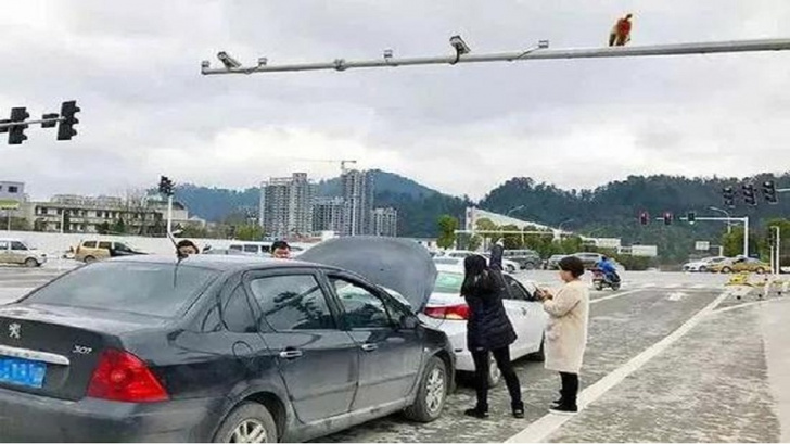 Самое смешное ДТП века: автомобилистка приняла зад обезьяны за красный свет светофора — и дала по тормозам!