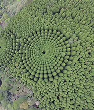 Круглый лес, на выращивание которого японцы потратили 50 лет