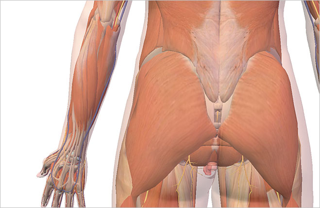 Musculus gluteus maximus