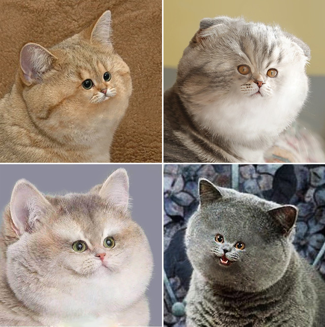 Коты с крошечными мордами! Коты с крошечными мордами!