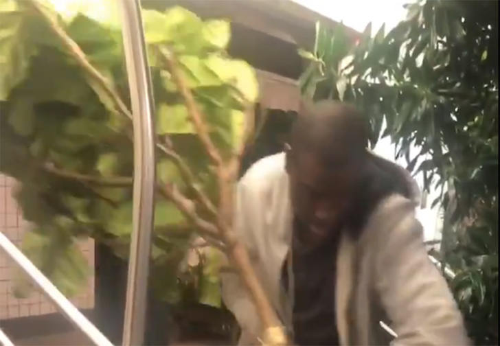 В Нью-Йорке застопорилось движение метро из-за пассажира, пытавшегося перевезти небольшую пальмовую рощу (видео)