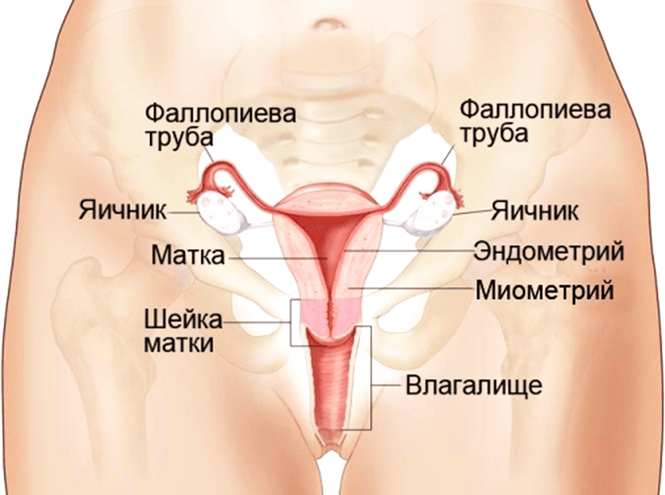 Исследование показало: половина мужчин не знают, где находится влагалище! Исследование показало: половина мужчин не знают, где находится влагалище!