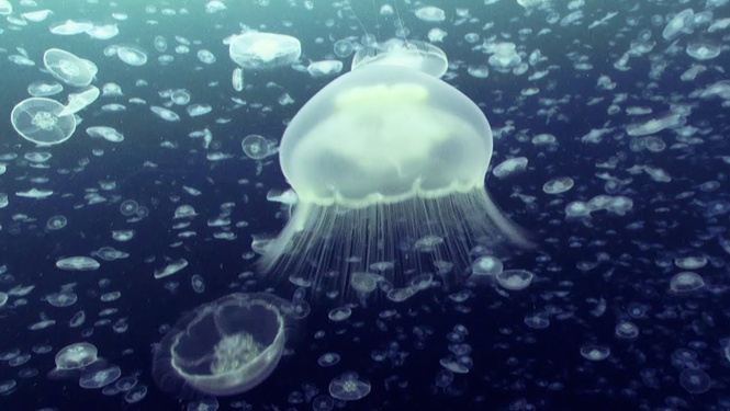 ВИДЕО для медитации: 40 часов океана от BBC Earth ВИДЕО для медитации: 40 часов океана от BBC Earth