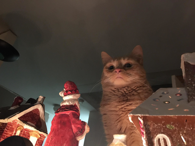 Лучшие фотожабы на грозного новогоднего кота Лучшие фотожабы на грозного новогоднего кота