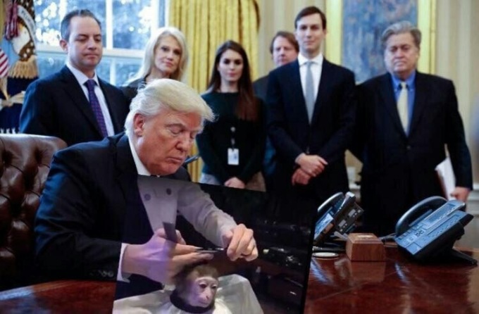 Мем недели: обезьяна в парикмахерской