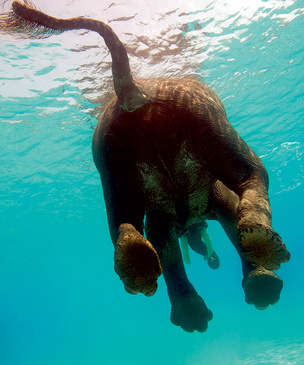 Слонопотамия. 13 фотоисторий из жизни слонов