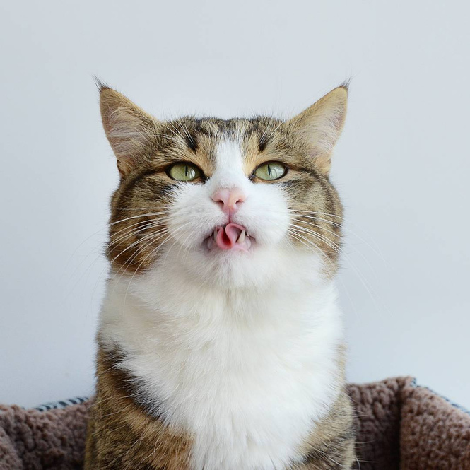 Кот, который языком вытворяет тако-о-ое! Смотри и учись! Кот, который языком вытворяет тако-о-ое! Смотри и учись!
