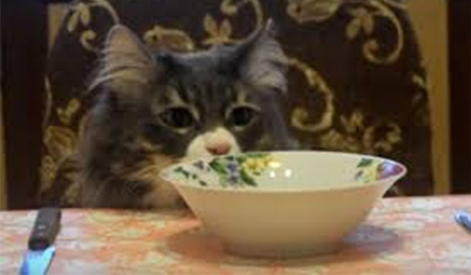 Настоящие коты снялись в клипе в честь своего праздника! Настоящие коты снялись в клипе в честь своего праздника!
